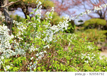 シジミバナの花 シジミバナの花 92056792