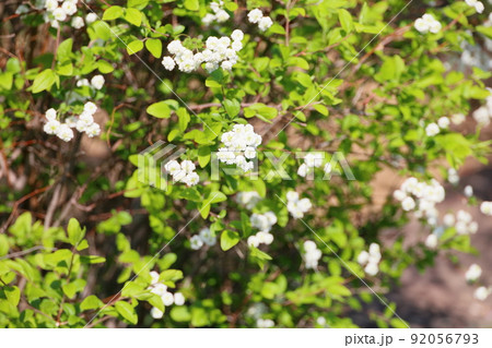 シジミバナの花 92056793