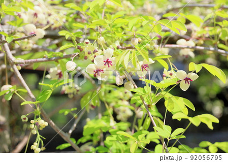アケビの花 アケビの花 92056795