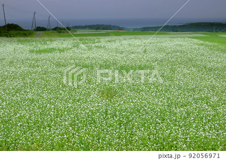 秋田県にかほ市象潟町関 日本海を望む段々畑の夏ソバの白い花 秋田県にかほ市象潟町関 日本海を望む段々畑の夏ソバの白い花 92056971