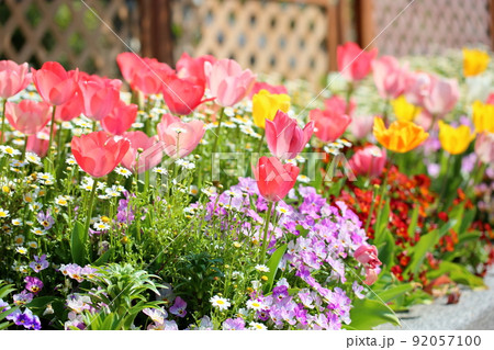チューリップの花 92057100