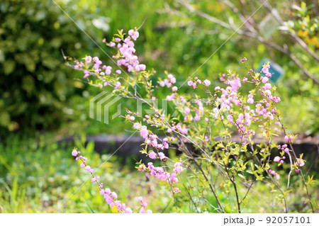 ピンクのシジミバナ 92057101