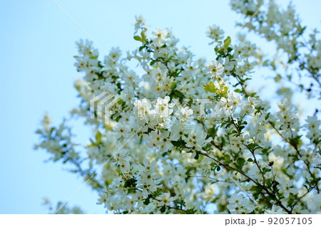 リキュウバイの花 92057105