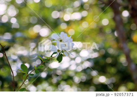 リキュウバイの花 リキュウバイの花 92057371