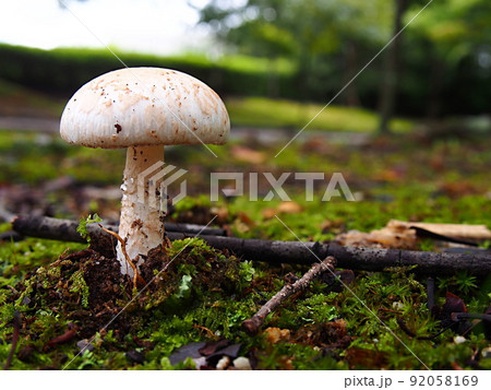 フクロツルタケの生態写真 92058169