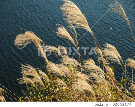 湖畔のススキの風景 92058174