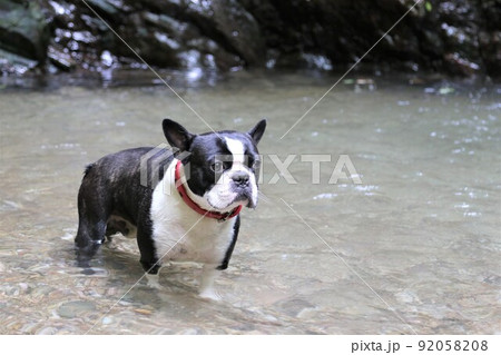 埼玉県毛呂山町の宿谷川沿いを森林浴しながら散歩中に川に入って嬉しそうな愛犬ボストンテリアのマイティ君 92058208
