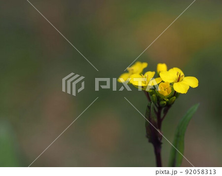 コウサイタイの花のアップ コウサイタイの花のアップ 92058313