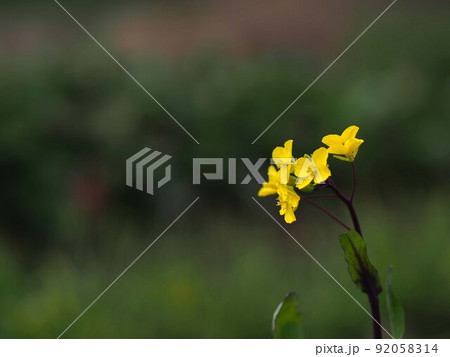 コウサイタイの花のアップ 92058314