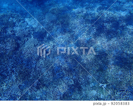 沖縄のサンゴ礁 沖縄のサンゴ礁 92058383