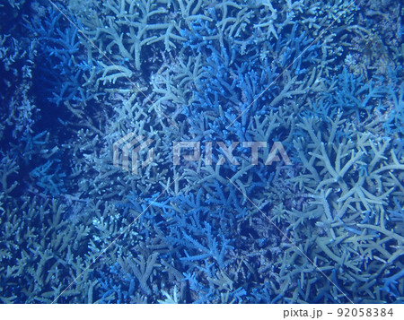 沖縄のサンゴ礁 沖縄のサンゴ礁 92058384