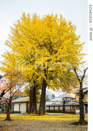 小江戸川越の秋　色付く喜多院の大イチョウ 92058425