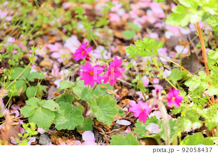 サクラソウの花 サクラソウの花 92058437