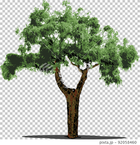 樹樹 92058460
