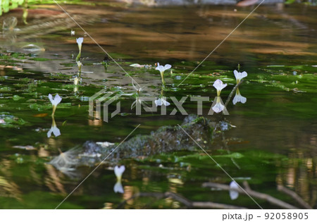 西表島の林内の池で見つけたミズオオバコ 92058905