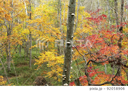 木城湿原の秋 92058906