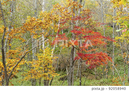 釧路湿原の秋 紅葉 釧路湿原の秋 紅葉 92058940