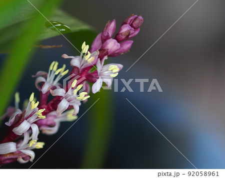 キチジョウソウの花のアップ 92058961