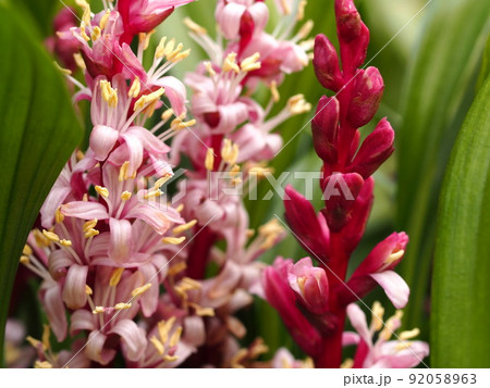 キチジョウソウの花のアップ 92058963