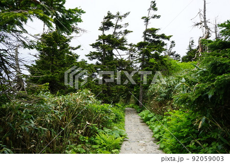 夏の八幡平はお花畑 92059003