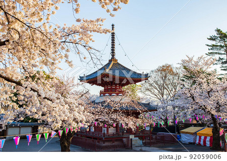 小江戸川越の春 喜多院 満開の桜と多宝塔 小江戸川越の春 喜多院 満開の桜と多宝塔 92059006