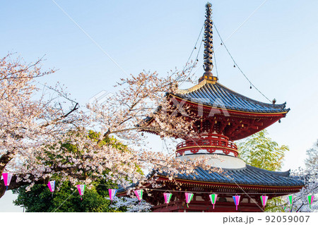 小江戸川越の春　喜多院　満開の桜と多宝塔 92059007