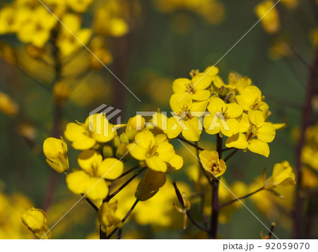 畑のコウサイタイの花 畑のコウサイタイの花 92059070
