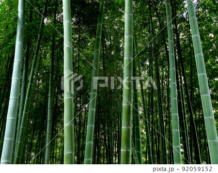 竹　竹の茎　竹の節　竹の葉　美しく　真っすぐ空へ 92059152