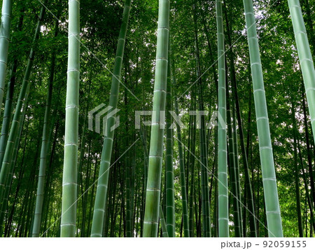 竹 竹の茎 竹の節 竹の葉 美しく 真っすぐ空への写真素材 [92059155] - PIXTA