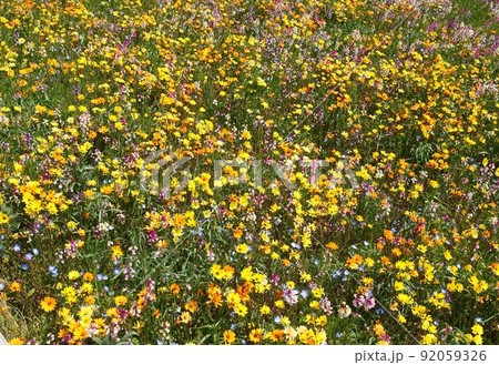 一面のカラフルな色の花畑 一面のカラフルな色の花畑 92059326