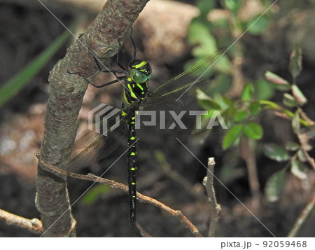 日陰で休むサラサヤンマ(オス) 92059468