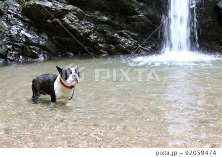 ゆずの里で有名な毛呂山町の宿谷の滝が落ちる川に入って気持ち良さそうな愛犬ボストンテリアのマイティ君♡ 92059474