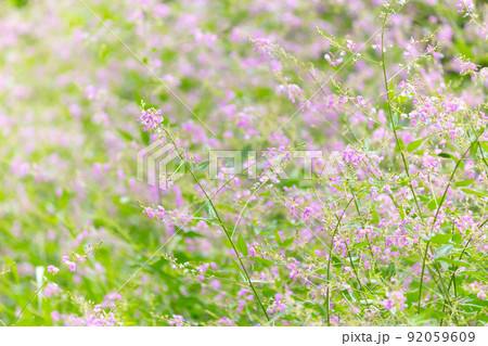 咲き乱れるアレチヌスビトハギの花 咲き乱れるアレチヌスビトハギの花 92059609