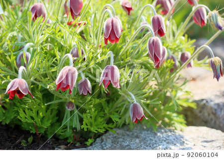 オキナグサの花 オキナグサの花 92060104