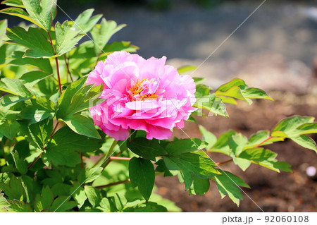 ボタンの花 ボタンの花 92060108