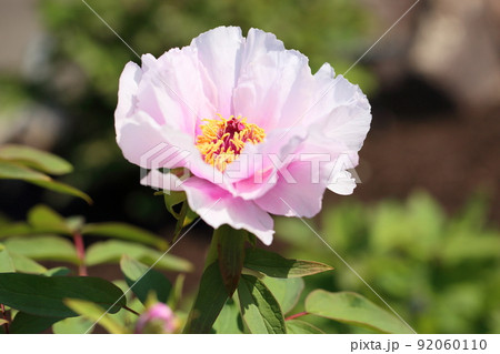 ボタンの花 ボタンの花 92060110