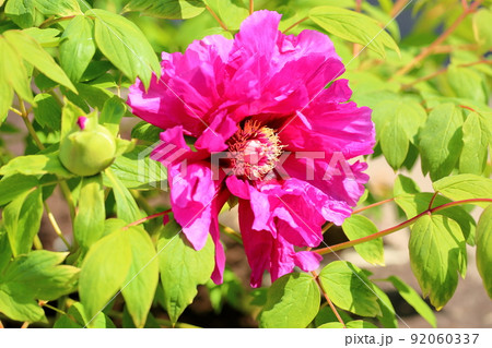 ボタンの花 92060337