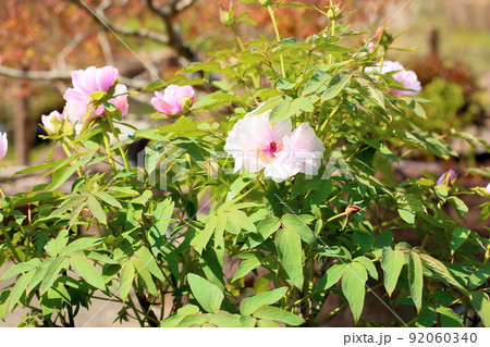 ボタンの花 92060340
