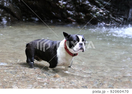 ゆずの里で有名な埼玉県毛呂山町の宿谷川に入って気持ち良さそうに景色を見る愛犬ボストンテリアのマイティ 92060470
