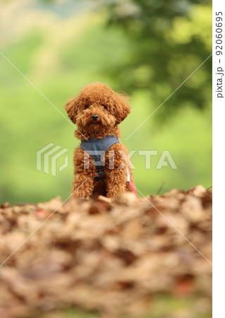 愛犬 愛犬 92060695