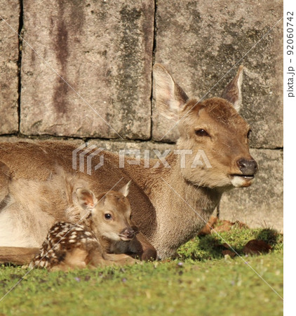 奈良の鹿 92060742