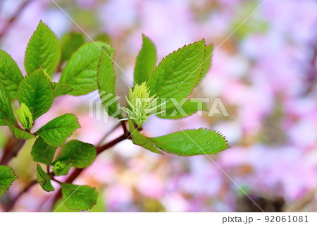 キビヒトリシズカの花 キビヒトリシズカの花 92061081