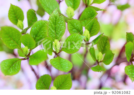キビヒトリシズカの花 キビヒトリシズカの花 92061082