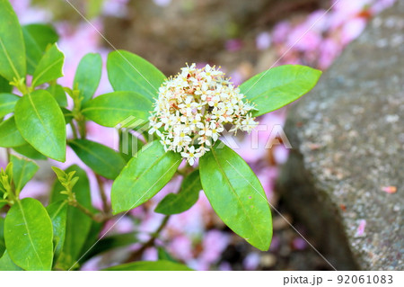 ミヤマシキミの花 92061083