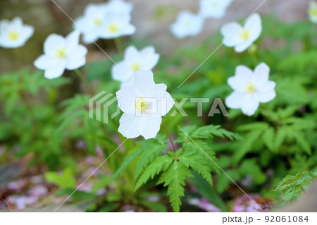 イチリンソウの花 イチリンソウの花 92061084