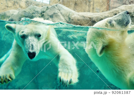 旭山動物園で誕生したホッキョクグマ赤ちゃんとお母さん 旭山動物園で誕生したホッキョクグマ赤ちゃんとお母さん 92061387