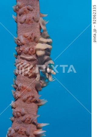 ムチカラマツエビ　沖縄の海　水中写真 92062335