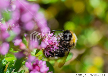 Bumblebee feeding on a lavender flower. Honeybee is collecting nectar and pollen from a lavender flower. 92062341
