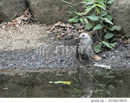 公園の小さな池で水を飲むコムクドリ雌 92062804