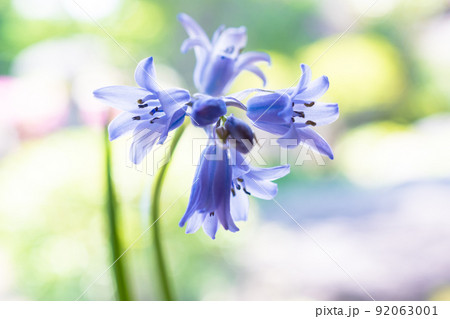 可憐な薄紫の花を咲かせるツリガネスイセン 可憐な薄紫の花を咲かせるツリガネスイセン 92063001